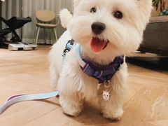 -萌宠之家·腊肠犬·马尔泰·小体犬舍