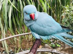 -南宫五洲植物乐园