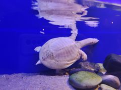 -上海海洋水族馆