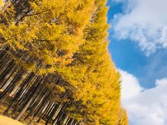 -塞罕坝国家级自然保护区