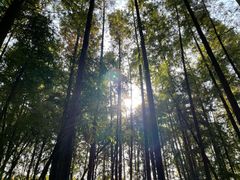 -乌镇东栅景区