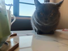 -喵园·猫主题咖啡厅·撸猫·猫咖(国贸店)