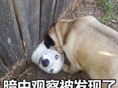 -长藤鬼校(龙翔店)