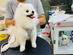 -momokira米努特·德文卷毛猫·棉花面纱犬