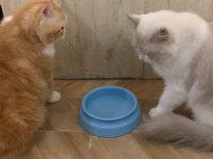 -猫色咖啡·猫咖