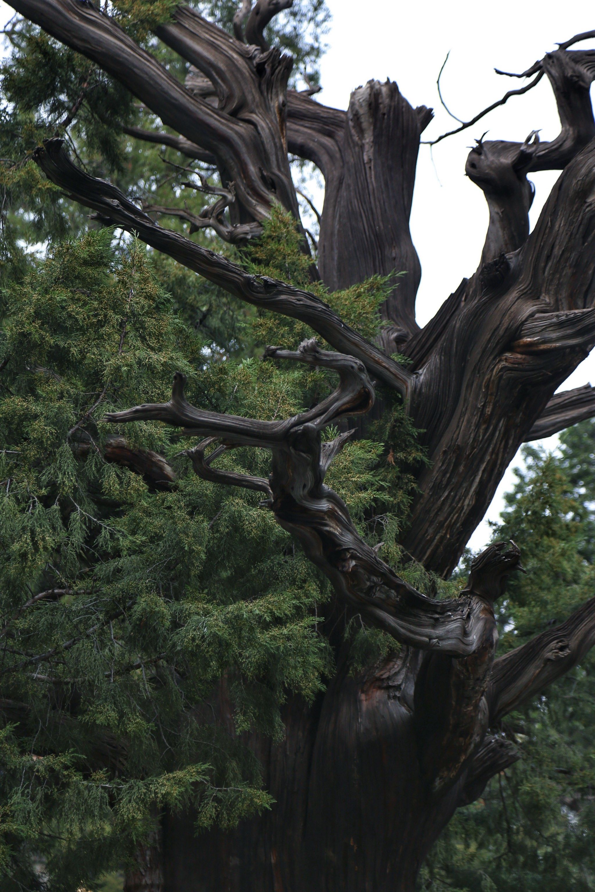 北京国子监的柏树好有灵气