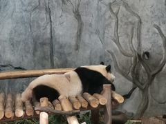 -深圳野生动物园