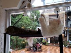 -有猫主题·治愈系猫咖(曾厝垵店)