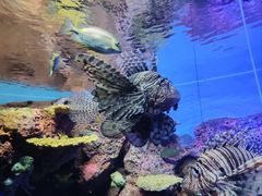 -上海海洋水族馆