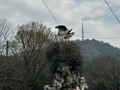 -合肥野生动物园