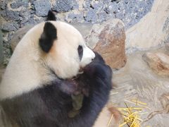 -海南热带野生动植物园