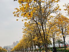-洲头咀公园