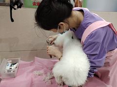 -北京观赏动物医院·24小时大型综合·猫专科·异宠专科