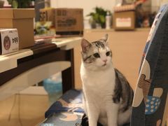 -喜多萌中农锦绣动物医院24H·猫科·牙科MRI·CT
