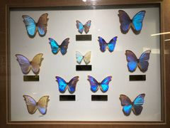 -上海昆虫博物馆