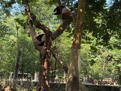 -都江堰中华大熊猫苑