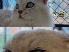 -怪兽屋·羊驼·猫咖·狗咖(俊华广场店)