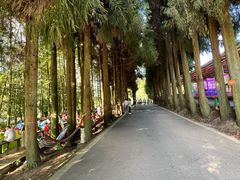 -武陵山森林公园