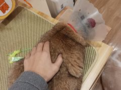 -滚猫咖啡·猫咖·猫友好撸猫(未来城店)