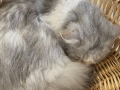 -怪兽屋·羊驼·猫咖·狗咖(俊华广场店)