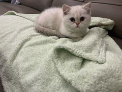 -柚子猫舍·精品猫舍购猫·猫咪认养·购宠·宠物店
