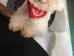 -more than meow吴止猫主题餐厅(承德 中船汇店)