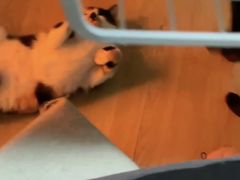 -艾吉宠物医院·疑难杂症转诊中心·猫友好(碧江路院)