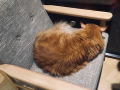 -藏猫猫咖啡主题馆(中央大道店)