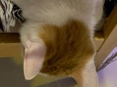 -平行世界·猫咖(首经贸店)