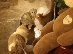 -咖法森林·咖啡  酒吧(天河店)