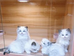 -猫十亿·布偶金渐层·曼基康矮脚猫舍(青年路店)