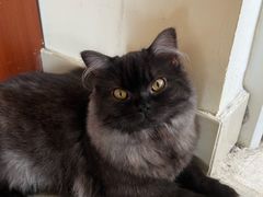 -帕帕拉兹宠物(亚洲旗舰店)