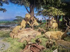 -国家自然博物馆