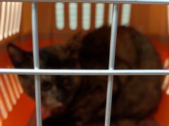 -芭比堂宠物医院·全科爱猫医院·仁德分院