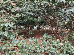 -静安公园(静安寺街道)