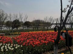 -杭州湾海上花田景区