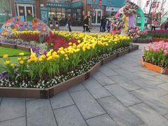 -荷兰花海