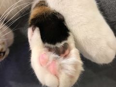 -momokira米努特·德文卷毛猫·棉花面纱犬