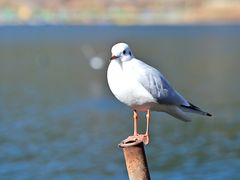 -丽江泸沽湖景区