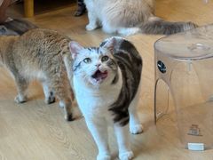 -有喵·猫咖·狗咖·30几只猫10只小狗(岗厦店)