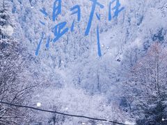 -卧龙中华大熊猫苑神树坪基地