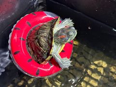 -帕帕拉兹宠物(亚洲旗舰店)