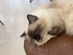 -共舞时光猫咖·狗咖(新街口店)