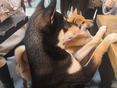 -柴源莊·柴小宠柴犬咖啡