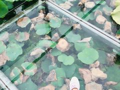 -微山湖红荷湿地景区