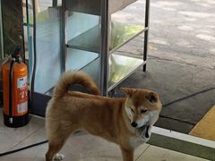 -好巴适藤椒鱼(红牌楼北街店)