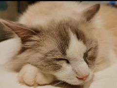 -猫冇咖·家门口的撸猫馆(大融城店)