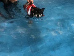 -Goku PET SHOP宠物视觉生活馆(双井店)