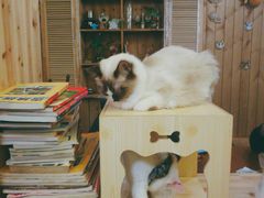 -猫色咖啡·猫咖