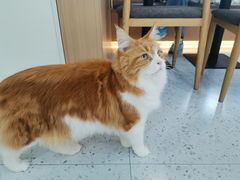 -喵园·猫主题咖啡厅·撸猫·猫咖(国贸店)